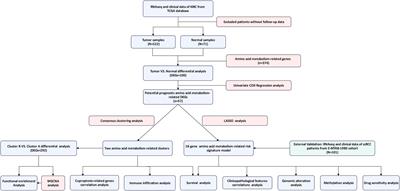 A novel amino acid metabolism-related gene risk signature for predicting prognosis in clear cell renal cell carcinoma